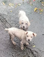 Regular Contribution to our Animal Welfare Fund $20 or more per month