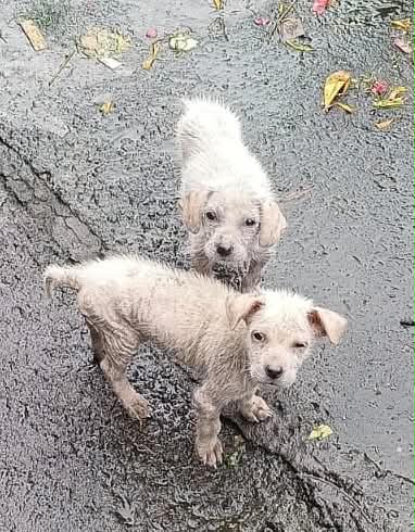 Regular Contribution to our Animal Welfare Fund $20 or more per month