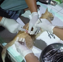 Regular Contribution to our Animal Welfare Fund $20 or more per month