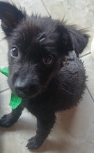Regular Contribution to our Animal Welfare Fund $20 or more per month